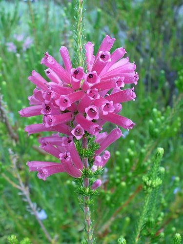 Erica verticillata